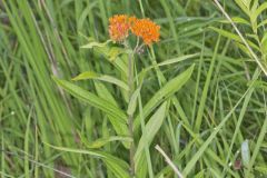 Butterfly Weed, Asclepias tuberosa