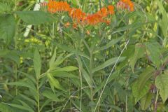 Butterfly Weed, Asclepias tuberosa