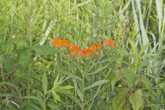 Butterfly Weed, Asclepias tuberosa