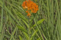 Butterfly Weed, Asclepias tuberosa