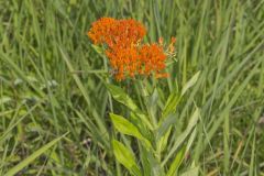 Butterfly Weed, Asclepias tuberosa
