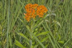 Butterfly Weed, Asclepias tuberosa