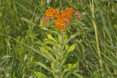 Butterfly Weed, Asclepias tuberosa