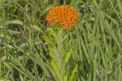 Butterfly Weed, Asclepias tuberosa
