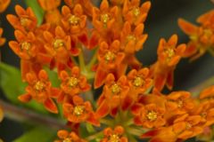 Butterfly Weed, Asclepias tuberosa