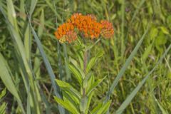 Butterfly Weed, Asclepias tuberosa