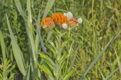 Butterfly Weed, Asclepias tuberosa
