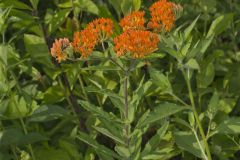 Butterfly Weed, Asclepias tuberosa