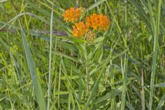 Butterfly Weed, Asclepias tuberosa
