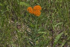 Butterfly Weed, Asclepias tuberosa