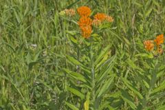 Butterfly Weed, Asclepias tuberosa