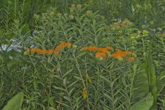 Butterfly Weed, Asclepias tuberosa