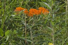 Butterfly Weed, Asclepias tuberosa