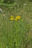 Butterweed, Packera glabella