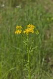 Butterweed, Packera glabella