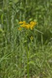 Butterweed, Packera glabella