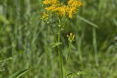 Butterweed