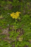 Butterweed, Packera glabella