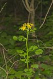 Butterweed, Packera glabella