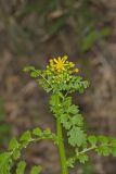 Butterweed, Packera glabella