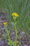 Butterweed, Packera glabella