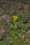 Butterweed, Packera glabella