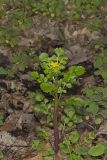 Butterweed, Packera glabella
