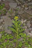 Butterweed, Packera glabella