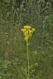 Butterweed, Packera glabella