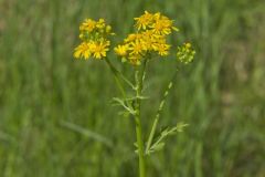 Butterweed, Packera glabella