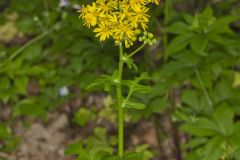 Butterweed, Packera glabella Butterweed, Packera glabella