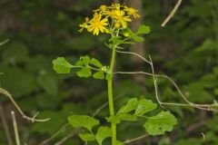 Butterweed, Packera glabella