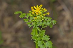 Butterweed, Packera glabella