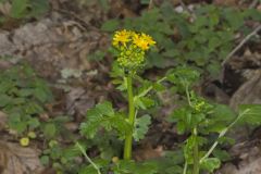 Butterweed, Packera glabella