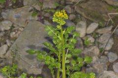 Butterweed, Packera glabella