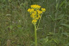 Butterweed, Packera glabella