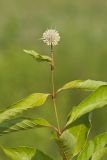 Buttonbush, Cephalanthus Occidentalis
