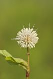 Buttonbush, Cephalanthus Occidentalis