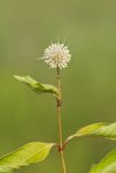 Buttonbush, Cephalanthus Occidentalis