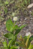 Buttonbush, Cephalanthus Occidentalis