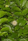 Buttonbush, Cephalanthus Occidentalis