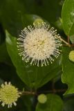 Buttonbush, Cephalanthus Occidentalis