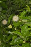 Buttonbush, Cephalanthus Occidentalis