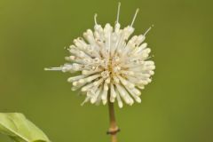 Buttonbush, Cephalanthus Occidentalis