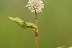 Buttonbush, Cephalanthus Occidentalis
