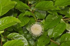 Buttonbush, Cephalanthus Occidentalis