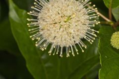 Buttonbush, Cephalanthus Occidentalis