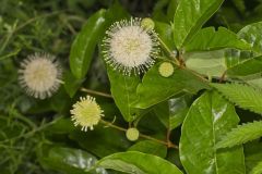 Buttonbush, Cephalanthus Occidentalis