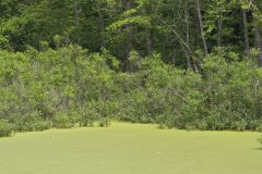 Buttonbush, Cephalanthus Occidentalis