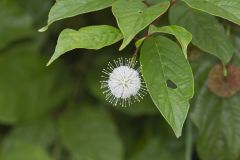 Buttonbush, Cephalanthus Occidentalis